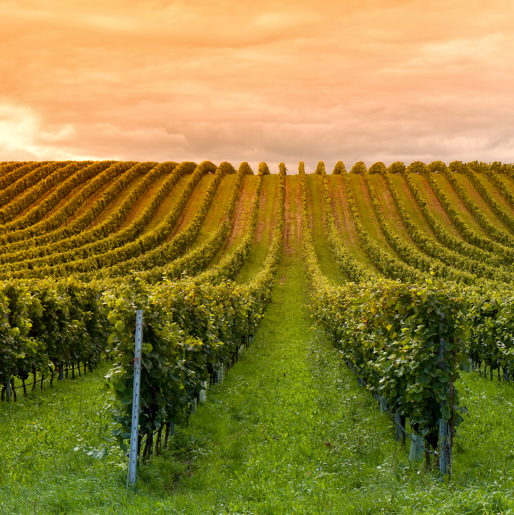 EPA Bans Pesticide Chlorpyrifos MADE SAFE Blog