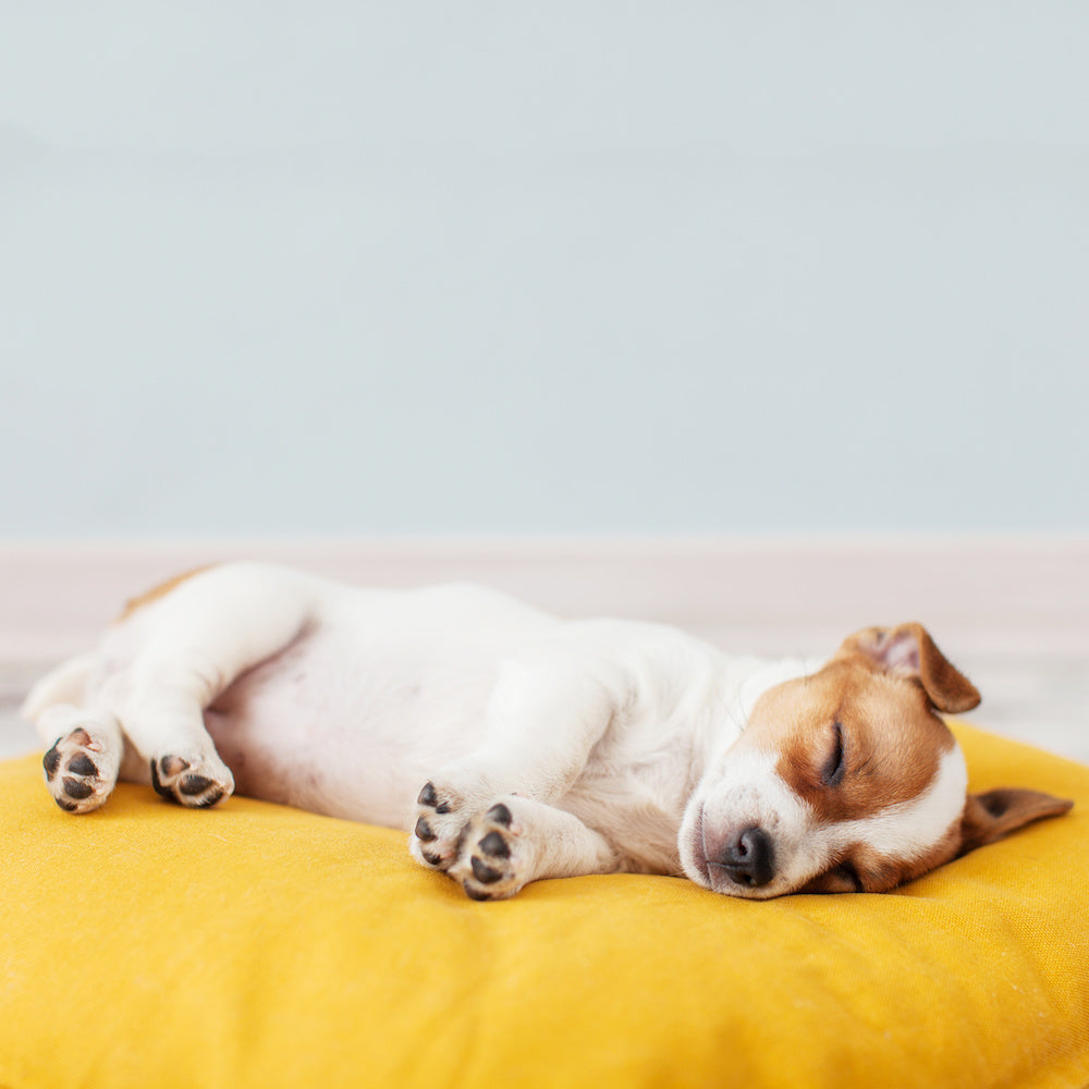Product Profile Pet Beds MADE SAFE Blog