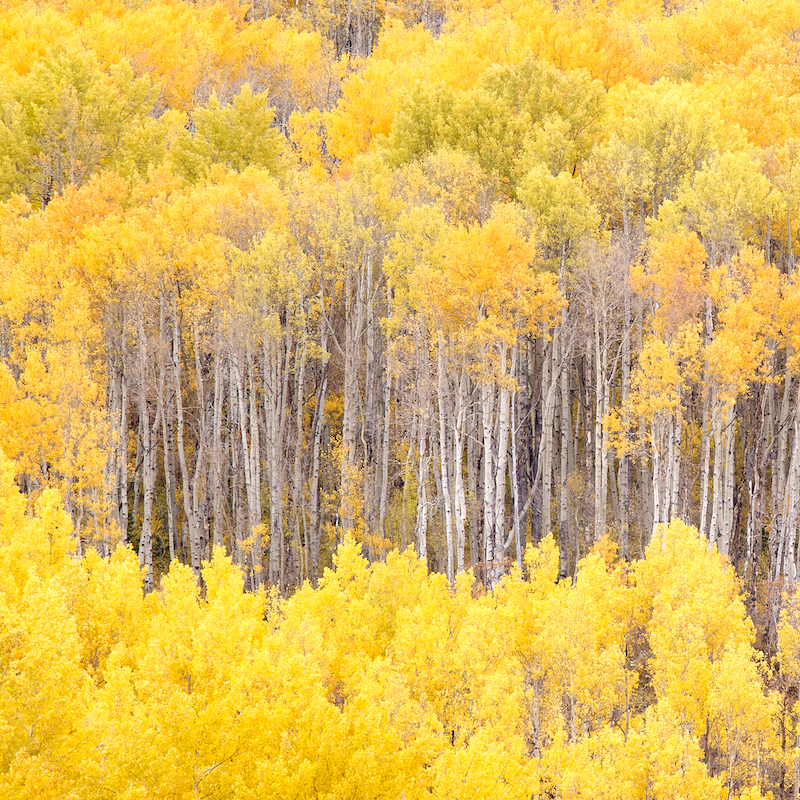 Give to Support Thriving Ecosystem MADE SAFE Blog