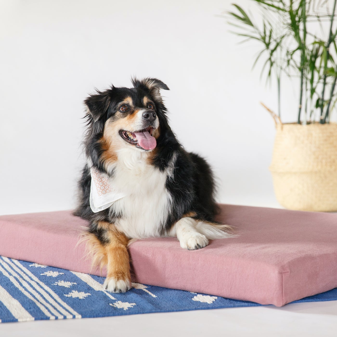 Avocado Organic Dog Bed MADE SAFE