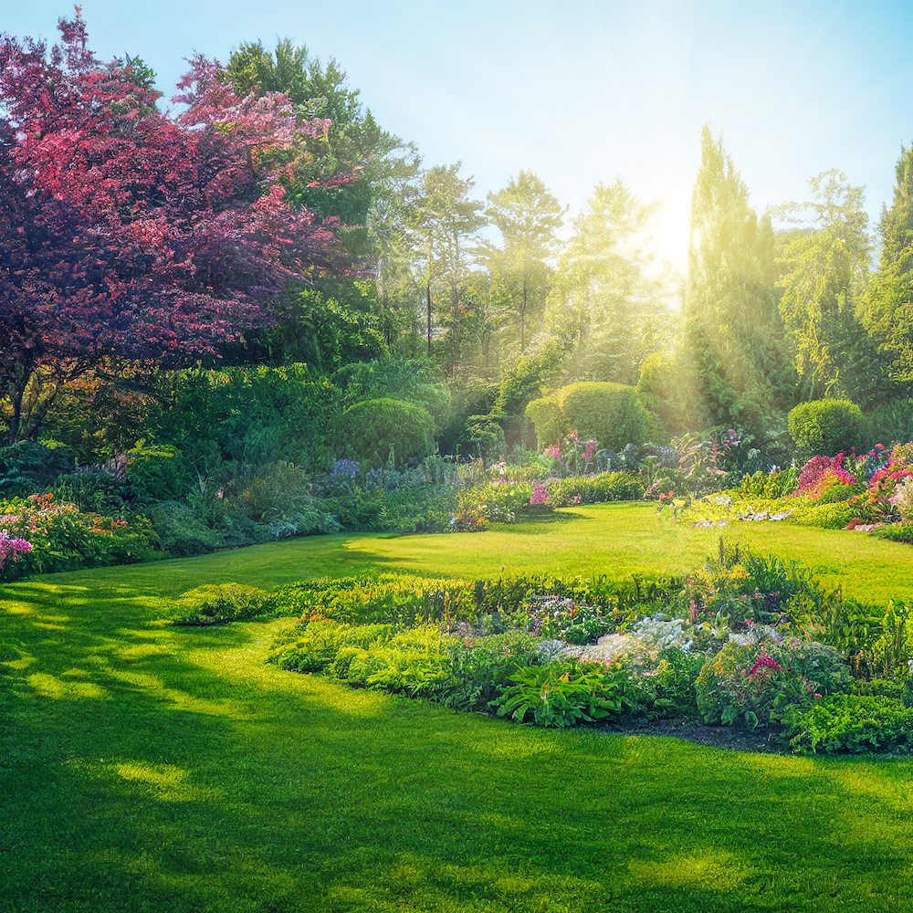 The Lawn Dilemma Tips Nontoxic Lawn Garden Care MADE SAFE Blog