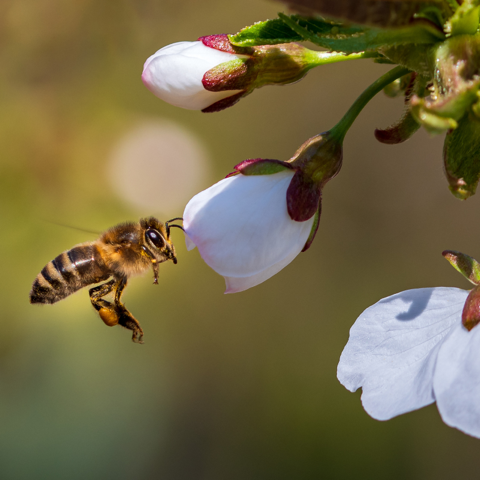Bee Friendly Ditching Pesticides Helps Pollinators MADE SAFE Blog