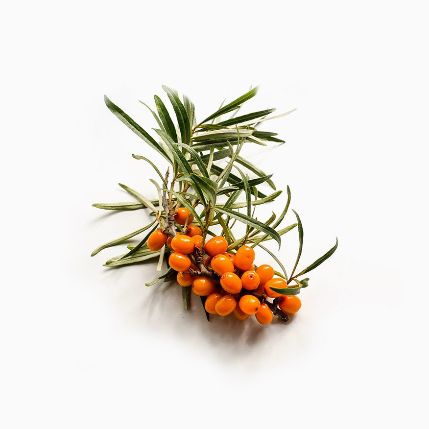 LOLI Beauty Sea Buckthorn Seed Oil Lifestyle MADE SAFE